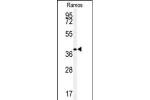 Western blot analysis of F antibody (ABIN391533 and ABIN2841486) in Ramos cell line lysates (35 μg/lane). (MAF anticorps  (C-Term))
