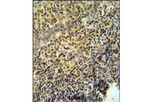 WAS Antibody IHC analysis in formalin fixed and paraffin embedded tonsil tissue followed by peroxidase conjugation of the secondary antibody and DAB staining. (WASP anticorps  (AA 116-144))