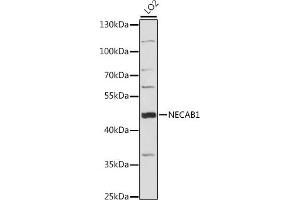 Western blot analysis of extracts of LO2 cells, using NEC antibody (ABIN7268788) at 1:1000 dilution. (NECAB1 anticorps  (AA 1-351))