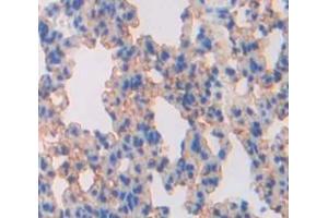 IHC-P analysis of Mouse Tissue, with DAB staining. (SLC30A5 anticorps  (AA 639-751))