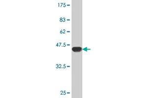 Western Blot detection against Immunogen (45.