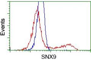 Image no. 1 for anti-Sorting Nexin 9 (SNX9) antibody (ABIN1501047)
