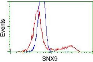 Image no. 1 for anti-Sorting Nexin 9 (SNX9) antibody (ABIN1501047) (SNX9 anticorps)