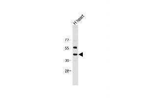 Anti-NEU2 Antibody (N-term) at 1:2000 dilution + Human heart tissue lysate Lysates/proteins at 20 μg per lane. (NEU2 anticorps  (N-Term))