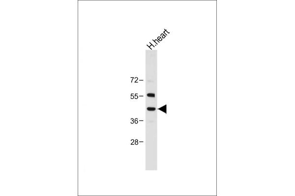 NEU2 anticorps  (N-Term)