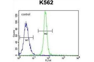 Flow cytometric analysis of K562 cells using LRIT1 Antibody (C-term) Cat. (LRIT1 anticorps  (C-Term))