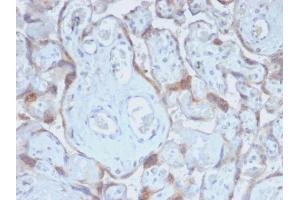 Formalin-fixed, paraffin-embedded human Placenta stained with TIMP2 Rabbit Recombinant Monoclonal Antibody (TIMP2/2488R). (Recombinant TIMP2 anticorps  (N-Term))
