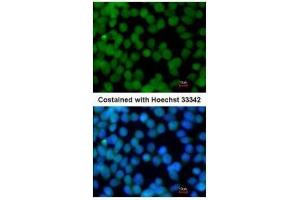 ICC/IF Image Immunofluorescence analysis of paraformaldehyde-fixed mouse ESC D3, using Flightless I, antibody at 1:200 dilution. (Flightless I anticorps  (Internal Region))