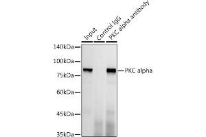 Immunoprecipitation analysis of 300 μg extracts of HeLa cells using 3 μg PKC alpha antibody (ABIN6128460, ABIN6135858, ABIN6135859 and ABIN7101370).