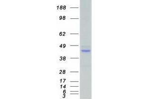 Validation with Western Blot