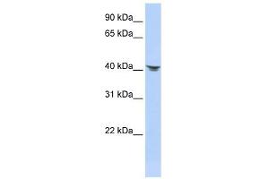 Septin 2 antibody used at 1 ug/ml to detect target protein. (Septin 2 anticorps  (N-Term))