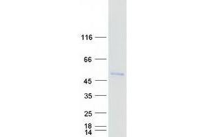 Validation with Western Blot