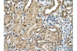 TBX15 antibody was used for immunohistochemistry at a concentration of 4-8 ug/ml to stain Epithelial cells of renal tubule (arrows) in Human Kidney. (T-Box 15 anticorps  (C-Term))