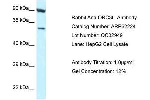 Western Blotting (WB) image for anti-Origin Recognition Complex, Subunit 3 (ORC3) (N-Term) antibody (ABIN2789072)