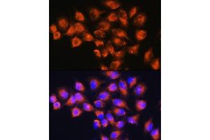 Immunofluorescence analysis of HeLa cells using NPB Rabbit pAb (ABIN7268885) at dilution of 1:100. (Neuropeptide B anticorps  (AA 1-125))