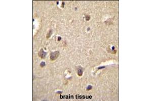 S100A1 Antibody immunohistochemistry analysis in formalin fixed and paraffin embedded human brain tissue followed by peroxidase conjugation of the secondary antibody and DAB staining. (S100A1 anticorps  (C-Term))