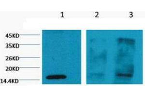 Western Blot (WB) analysis of 1) HeLa, 2) Rat Testis tissue, 3) Raw 264. (Histone 3 anticorps  (H3K4me3))