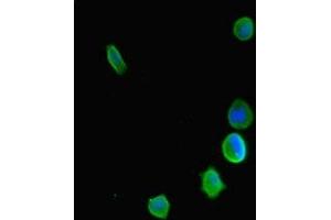 Immunofluorescent analysis of MCF-7 cells using ABIN7158712 at dilution of 1:100 and Alexa Fluor 488-congugated AffiniPure Goat Anti-Rabbit IgG(H+L) (KDM5C anticorps  (AA 45-324))