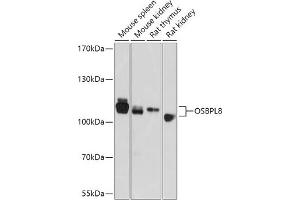 Western blot analysis of extracts of various cell lines, using OSBPL8 antibody (ABIN7269139) at 1:1000 dilution. (OSBPL8 anticorps  (AA 1-110))