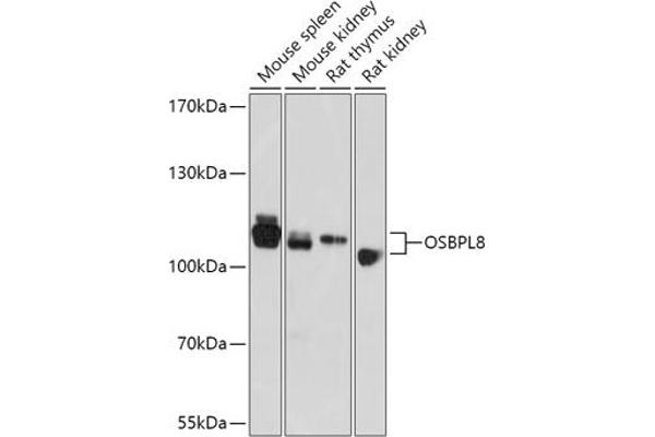 OSBPL8 anticorps  (AA 1-110)