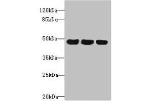 Western blot All lanes: TXNDC5 antibody at 4. (TXNDC5 anticorps  (AA 1-324))