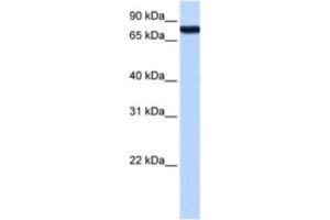 Western Blotting (WB) image for anti-Zinc Finger Protein 33A (ZNF33A) antibody (ABIN2463434) (ZNF33A anticorps)