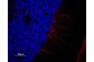 Expression of 5-Hydroxytryptamine receptor 1A in rat cerebellum - Immunohistochemical staining of rat cerebellum frozen section using Anti-5HT1A Receptor (HTR1A) Antibody (ABIN7043615, ABIN7045278 and ABIN7045279), (1:100).