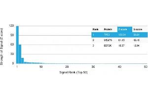Analysis of Protein Array containing more than 19,000 full-length human proteins using p53 Recombinant Mouse Monoclonal Antibody (rBP53-12).
