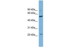 Image no. 1 for anti-Protein Phosphatase 5, Catalytic Subunit (PPP5C) (C-Term) antibody (ABIN6746460) (PP5 anticorps  (C-Term))