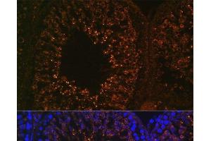 Immunofluorescence analysis of Rat testis using LDHAL6B Polyclonal Antibody at dilution of 1:100.