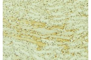 ABIN6277507 at 1/100 staining Mouse kidney tissue by IHC-P. (C10orf2 anticorps  (C-Term))