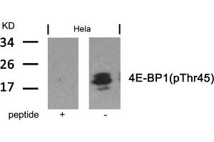 Western blot analysis of extracts from Hela cells using 4E-BP1(Phospho-Thr45) Antibody and the same antibody preincubated with blocking peptide. (eIF4EBP1 anticorps  (pThr45))
