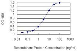 Detection limit for recombinant GST tagged RHOXF1 is 0. (RHOXF1 anticorps  (AA 1-110))
