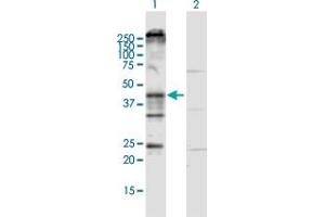 Western Blot analysis of KCNN4 expression in transfected 293T cell line by KCNN4 MaxPab polyclonal antibody.