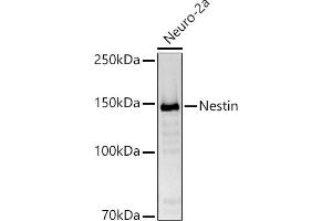 Western blot analysis of extracts of Neuro-2a cells, using Nestin antibody (ABIN6128335, ABIN6144536, ABIN6144537 and ABIN6215496) at 1:1000 dilution.