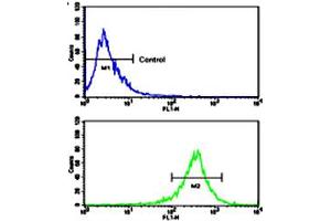 Flow cytometric analysis of WiDr cells using FGFR4 polyclonal antibody (bottom histogram) compared to a negative control cell (top histogram). (FGFR4 anticorps  (N-Term))