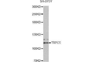 Western blot analysis of extracts of SH-SY5Y cells, using TRPC5 antibody (ABIN4905502) at 1:2000 dilution.