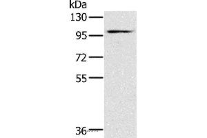 Western blot analysis of Mouse heart tissue, using KCNQ5 Polyclonal Antibody at dilution of 1:500