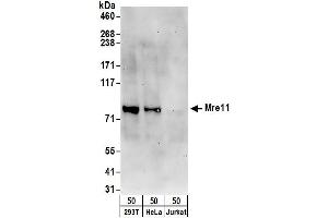 Western Blotting (WB) image for anti-MRE11 Meiotic Recombination 11 Homolog A (S. Cerevisiae) (MRE11A) (AA 658-708) antibody (ABIN7454999)