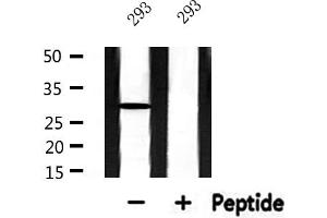 Western blot analysis of extracts from 293, using RPS3 Antibody.