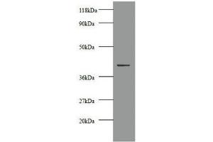 Western blot All lanes: Creatine kinase M-type antibody at 2 μg/mL + 293T whole cell lysate Secondary Goat polyclonal to rabbit IgG at 1/10000 dilution Predicted band size: 44 kDa Observed band size: 44 kDa (CKM anticorps  (AA 1-379))