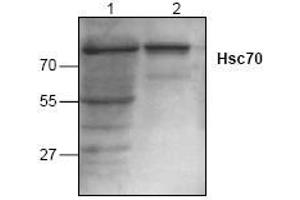 Image no. 1 for anti-Heat Shock 70kDa Protein 8 (HSPA8) antibody (ABIN127004) (Hsc70 anticorps)