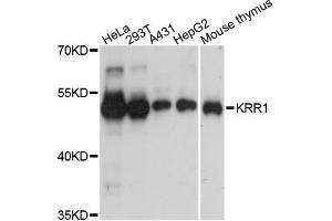 Western blot analysis of extracts of various cell lines, using KRR1 antibody (ABIN5972543) at 1:3000 dilution. (KRR1 anticorps)