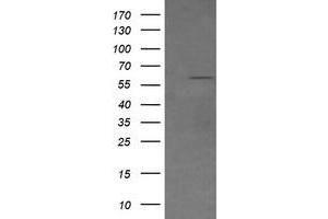 Image no. 1 for anti-CD19 Molecule (CD19) antibody (ABIN1497182) (CD19 anticorps)