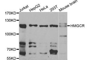Western blot analysis of extracts of various cell lines, using HMGCR antibody. (HMGCR anticorps  (AA 629-888))