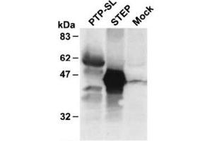 Western Blotting (WB) image for anti-Protein tyrosine Phosphatase, Receptor Type, R (PTPRR) antibody (ABIN1108794) (PTPRR anticorps)