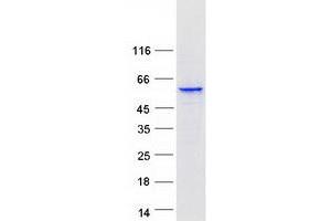 Validation with Western Blot