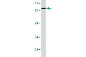 Western blot analysis of HepG2 cell lysate with TOP3B polyclonal antibody . (TOP3B anticorps)