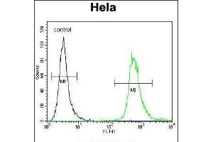 Flow cytometric analysis of Hela cells (right histogram) compared to a negative control cell (left histogram). (WDR3 anticorps  (N-Term))