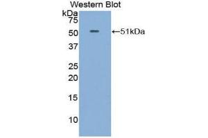 Western Blotting (WB) image for anti-Fibroblast Growth Factor 6 (FGF6) (AA 41-208) antibody (ABIN3209650) (FGF6 anticorps  (AA 41-208))